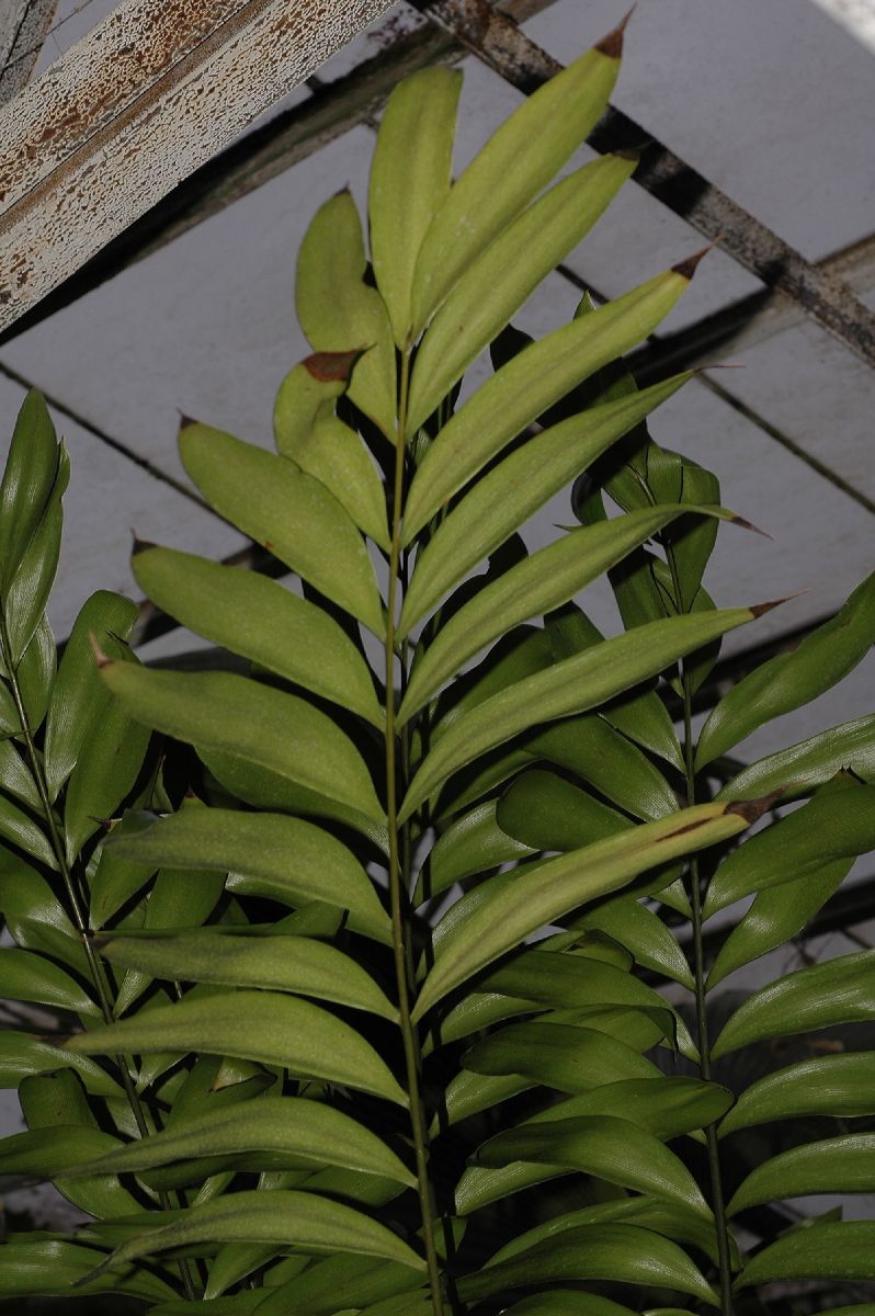 Zamiaceae Zamia pseudomonticola