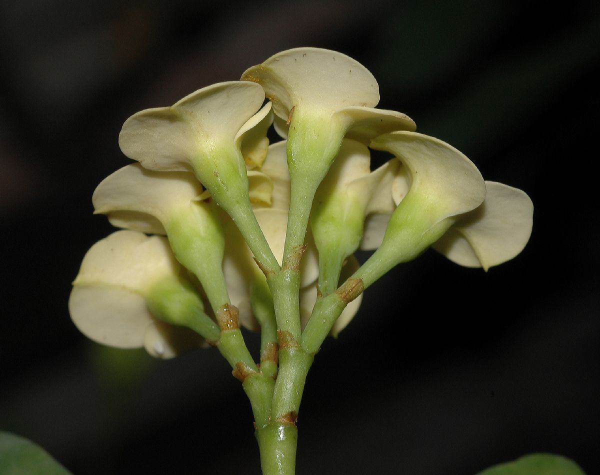 Euphorbiaceae Euphorbia milii