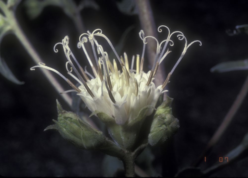 Asteraceae  