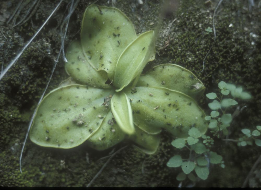 Lentibulariaceae Pinguicula 