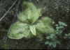 image of Pinguicula 