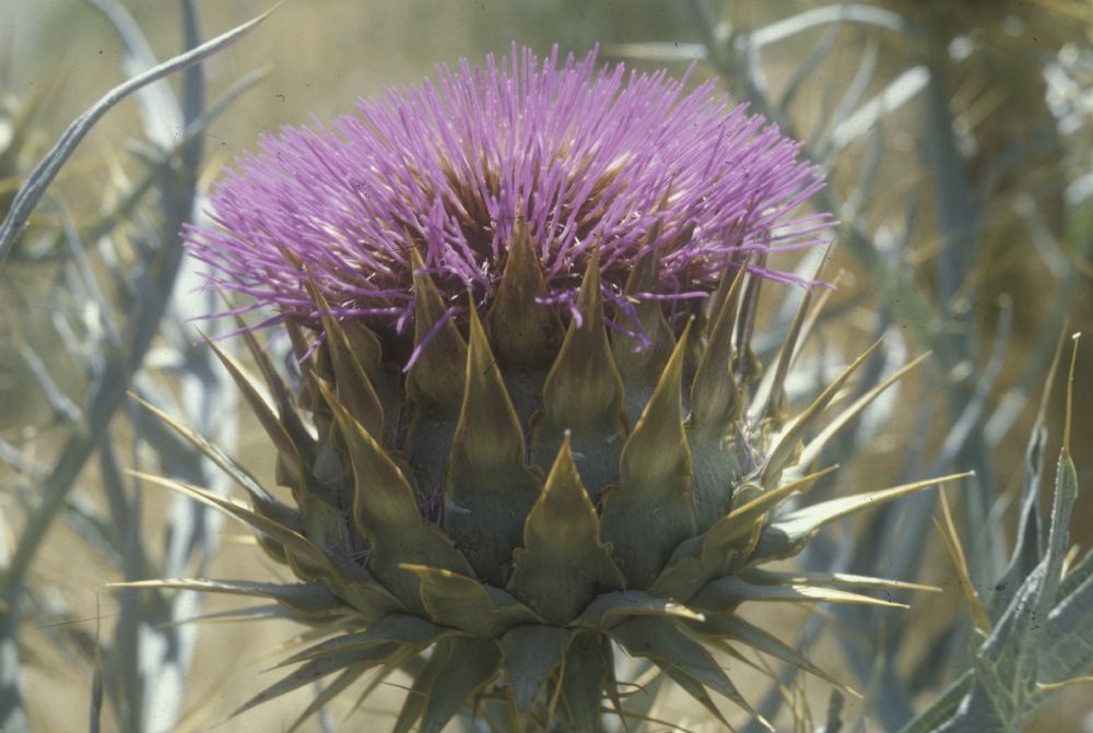 Asteraceae Cynara cardunculus