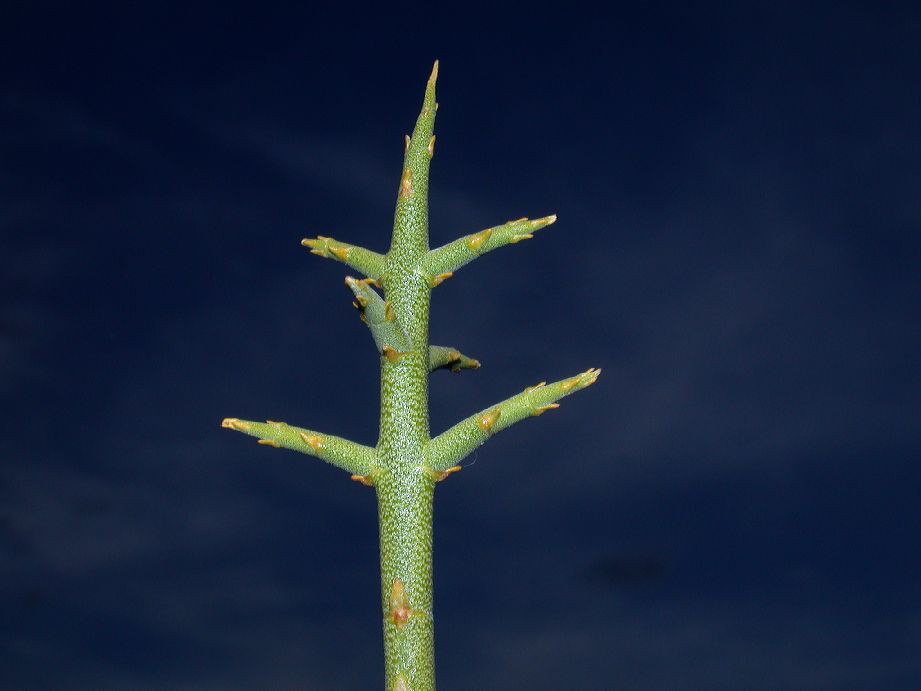 Oleaceae Menodora robusta