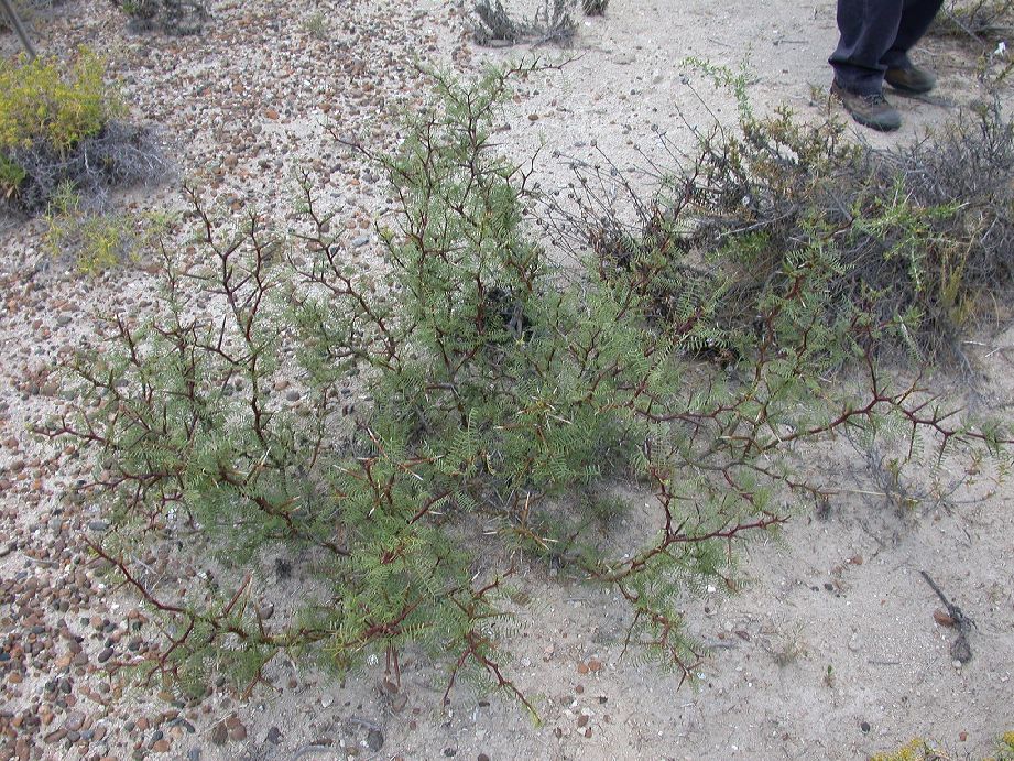 Fabaceae Prosopis alpataco