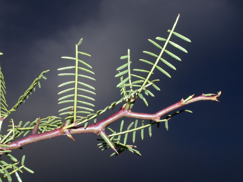 Fabaceae Prosopis alpataco