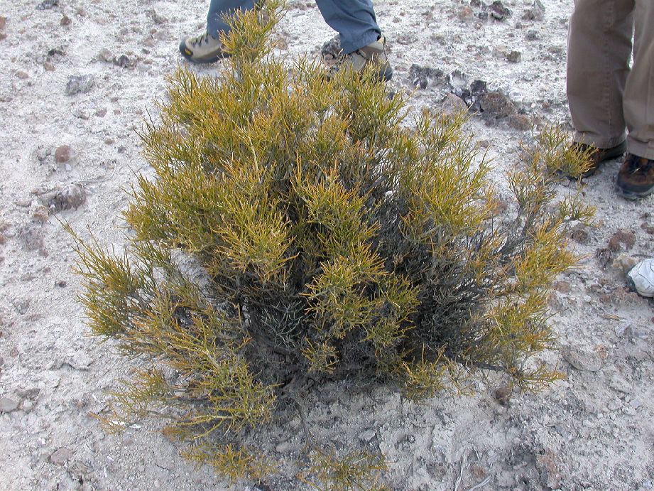 Fabaceae Prosopidastrum globosum