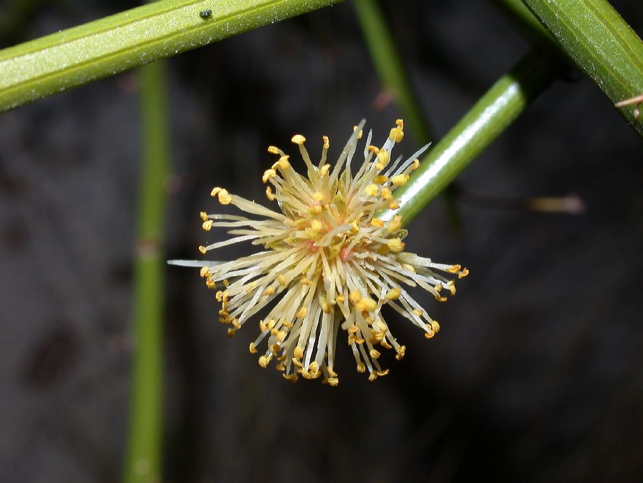 Fabaceae Prosopidastrum globosum