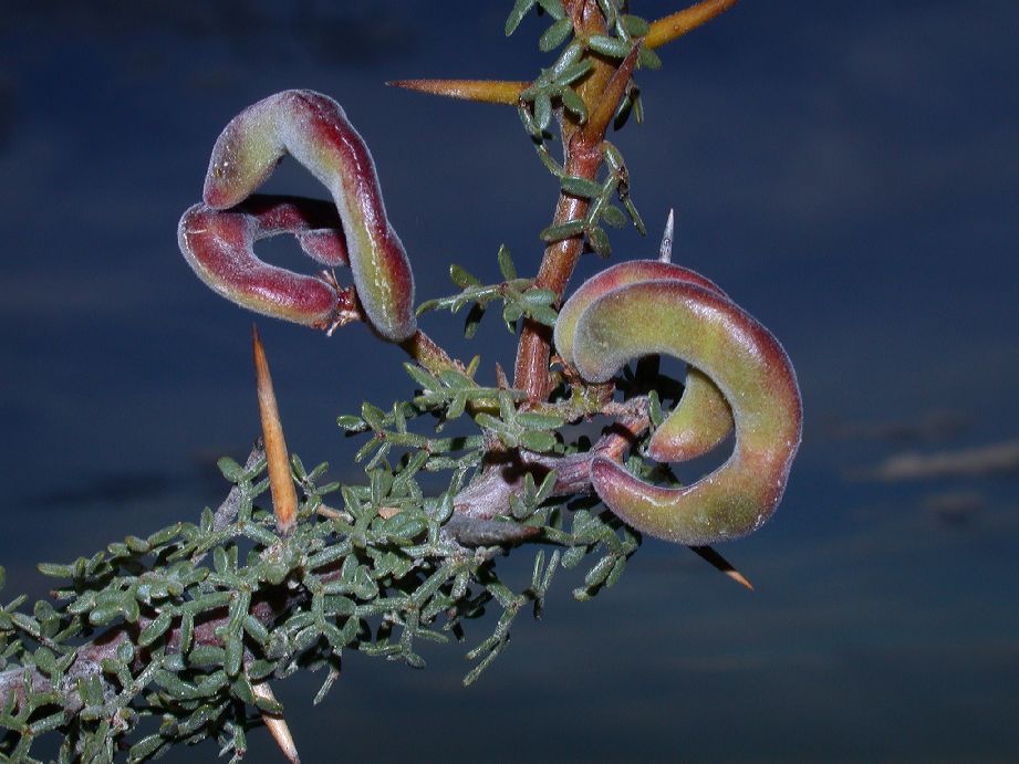 Fabaceae Prosopis denudans