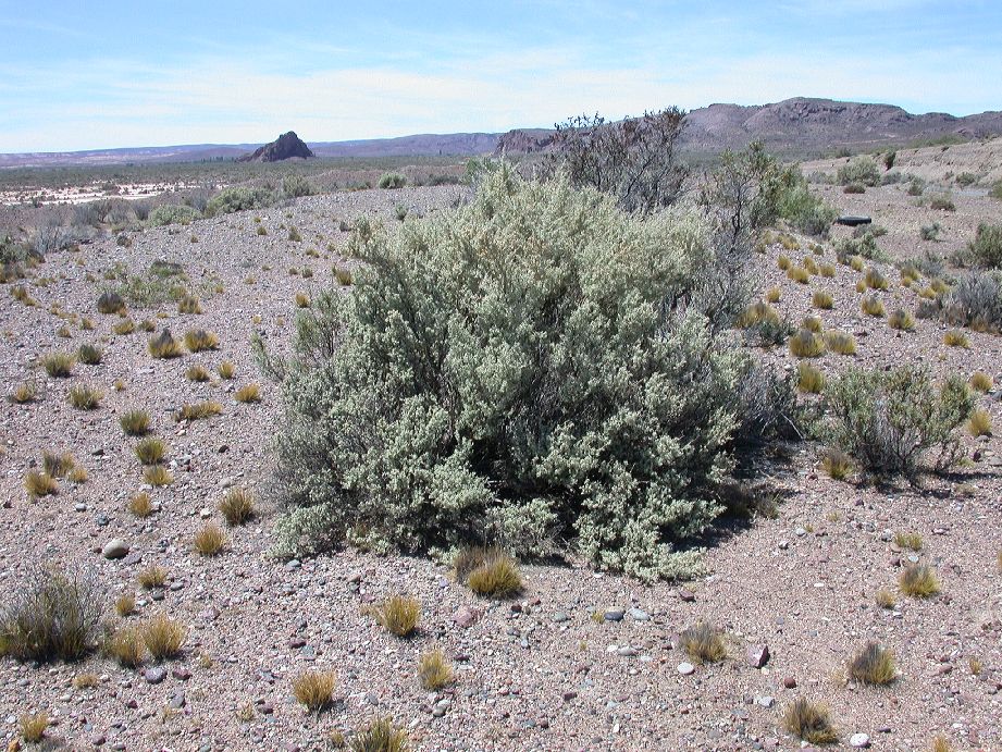 Amaranthaceae Atriplex lampa