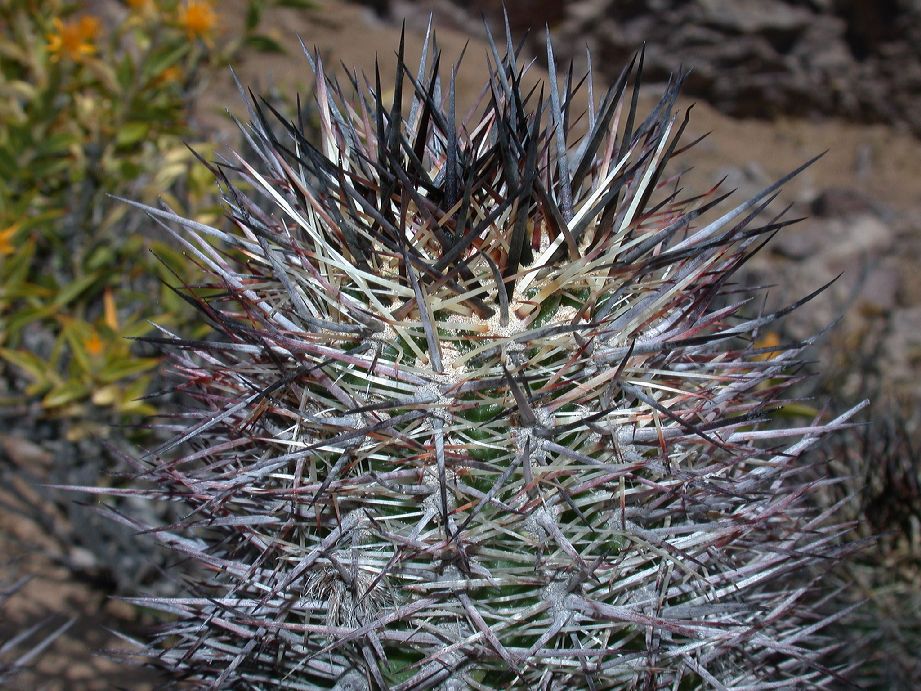 Cactaceae Austrocactus patagonicus