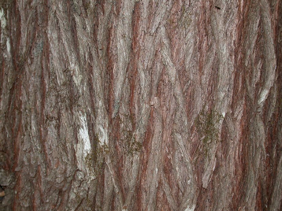 Cupressaceae Austrocedrus chilensis