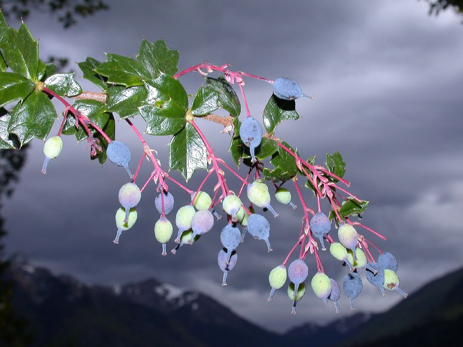 Berberidaceae Berberis darwinii