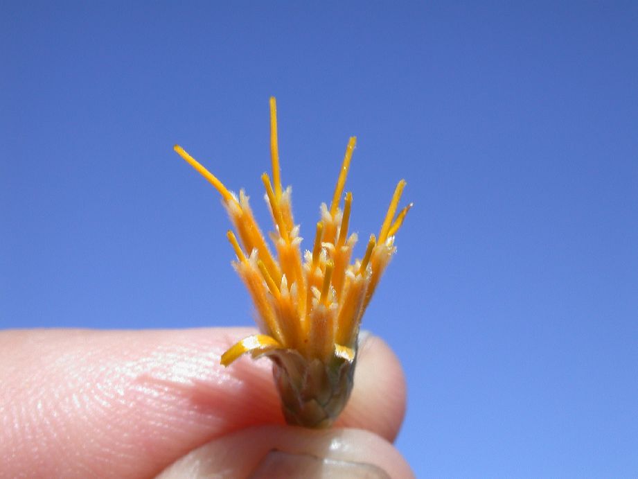 Asteraceae Chuquiraga hystrix