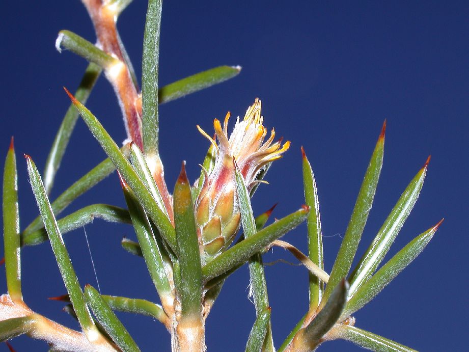 Asteraceae Chuquiraga hystrix