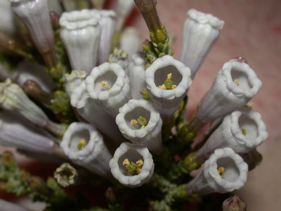 Solanaceae Fabiana imbricata