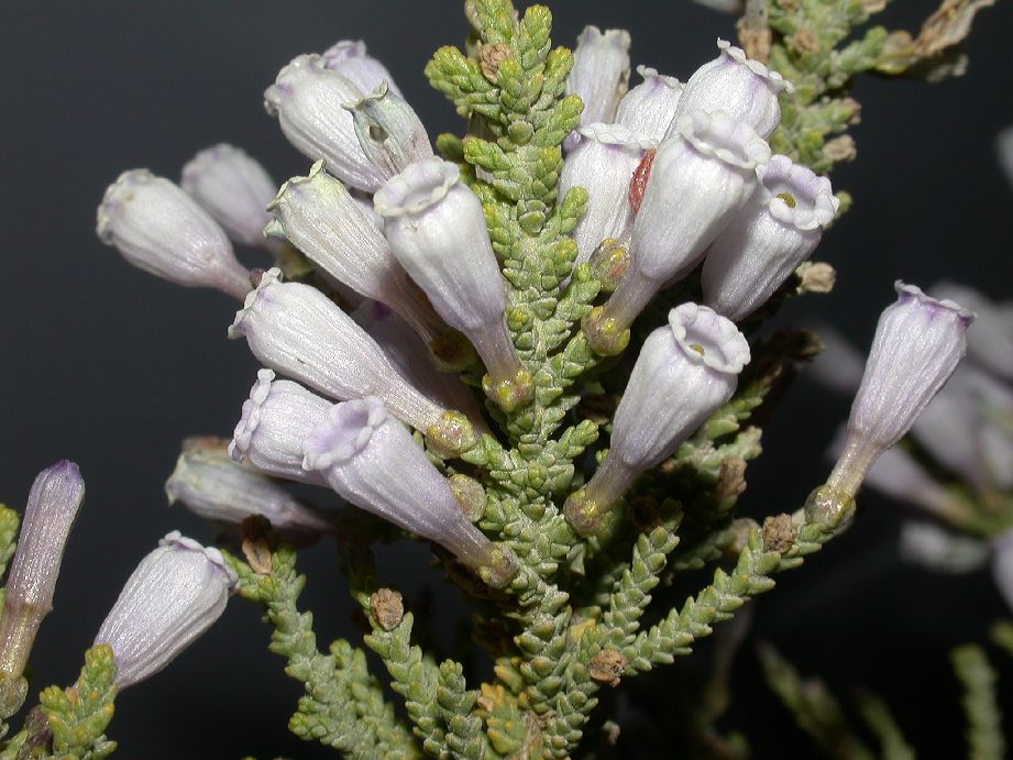 Solanaceae Fabiana imbricata