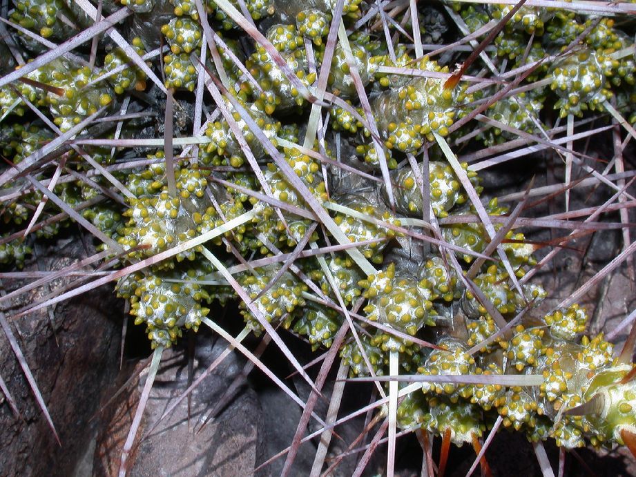 Cactaceae Maihuenia patagonica