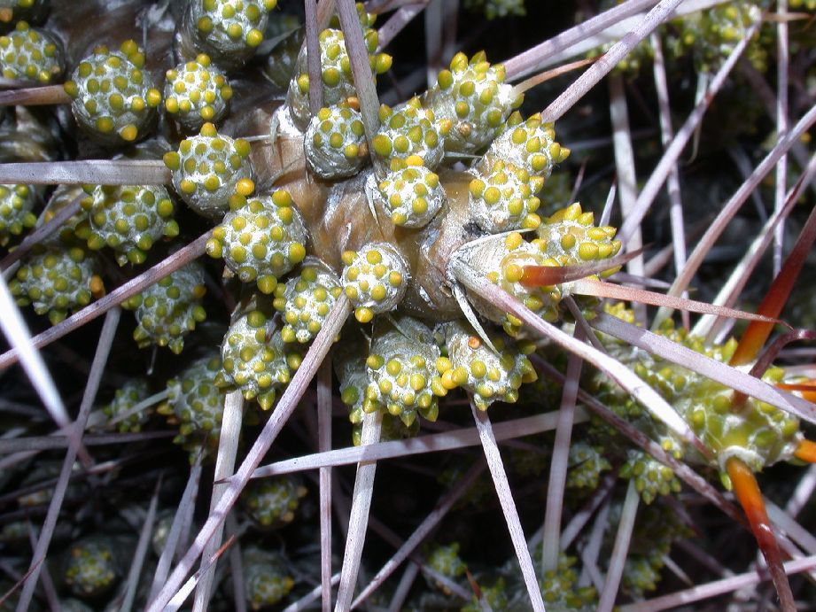 Cactaceae Maihuenia patagonica