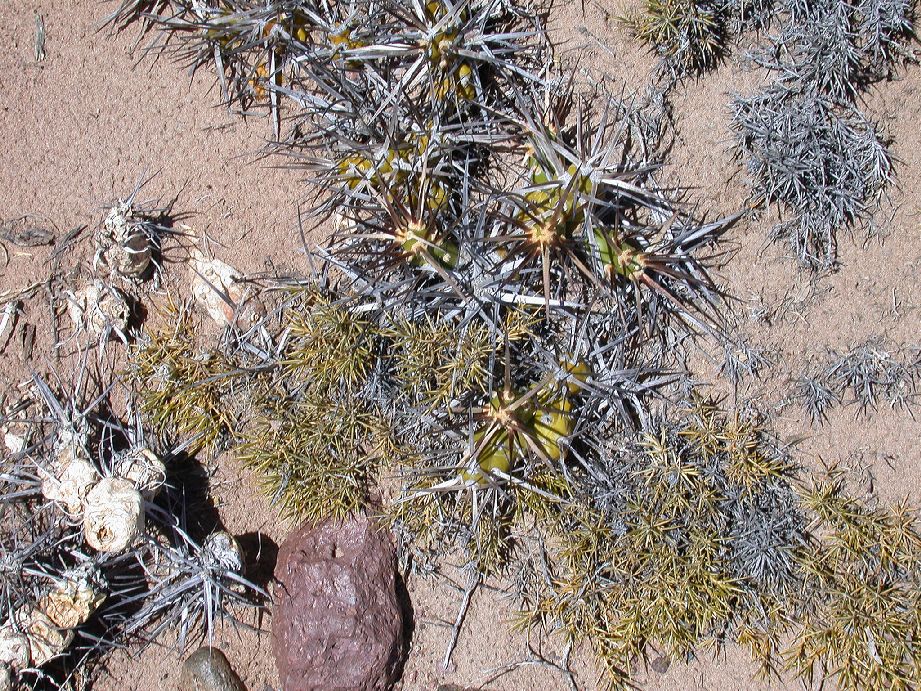 Cactaceae Maihueniopsis darwinii