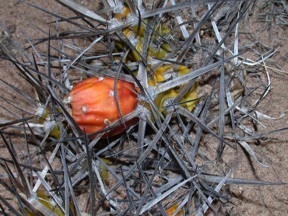 Cactaceae Maihueniopsis darwinii