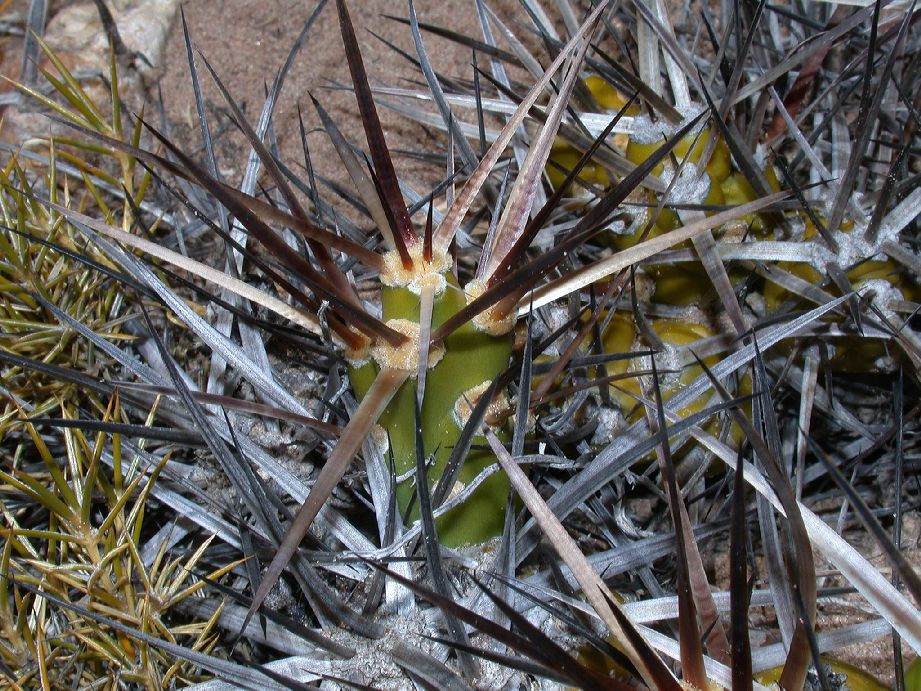 Cactaceae Maihueniopsis darwinii