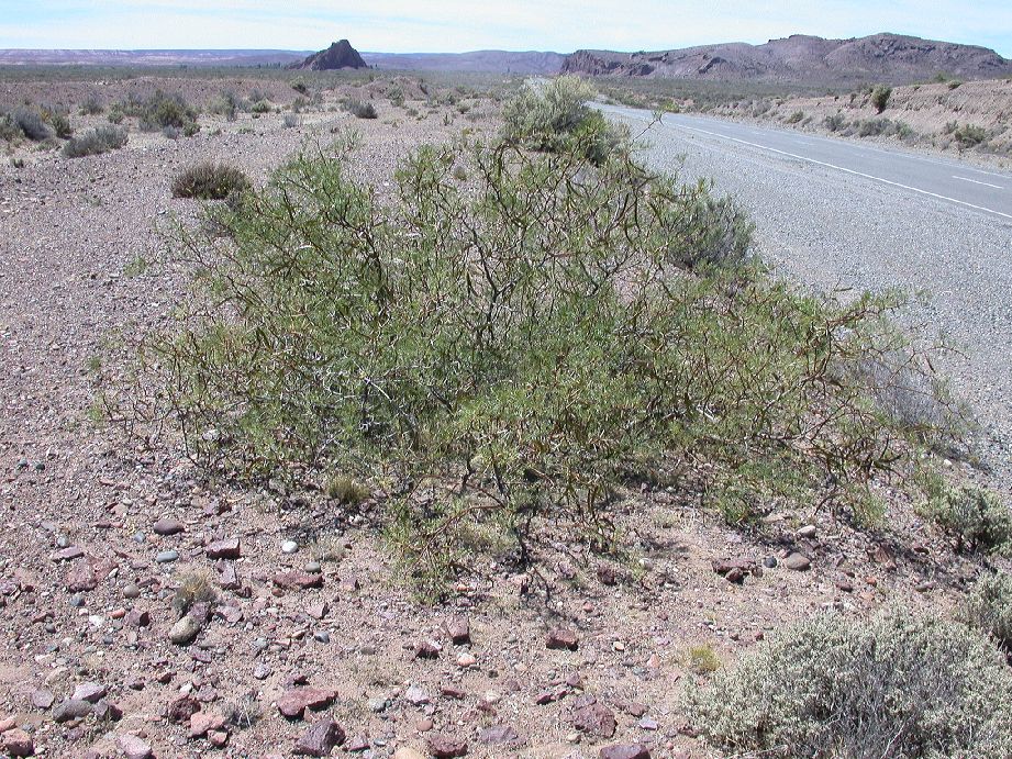 Fabaceae Prosopis alpataco