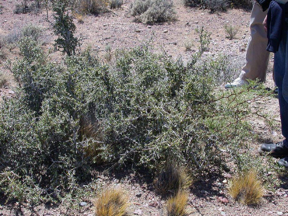 Anacardiaceae Schinus johnstonii