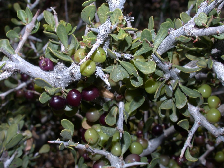 Anacardiaceae Schinus johnstonii