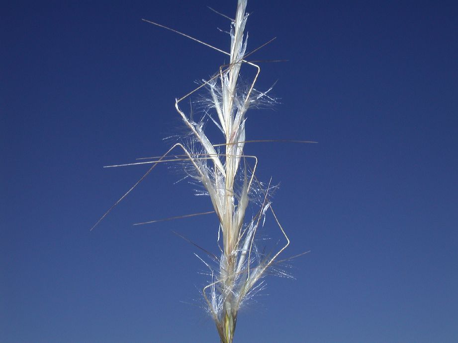 Poaceae Stipa speciosa