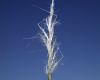 image of Stipa speciosa