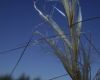 image of Stipa speciosa