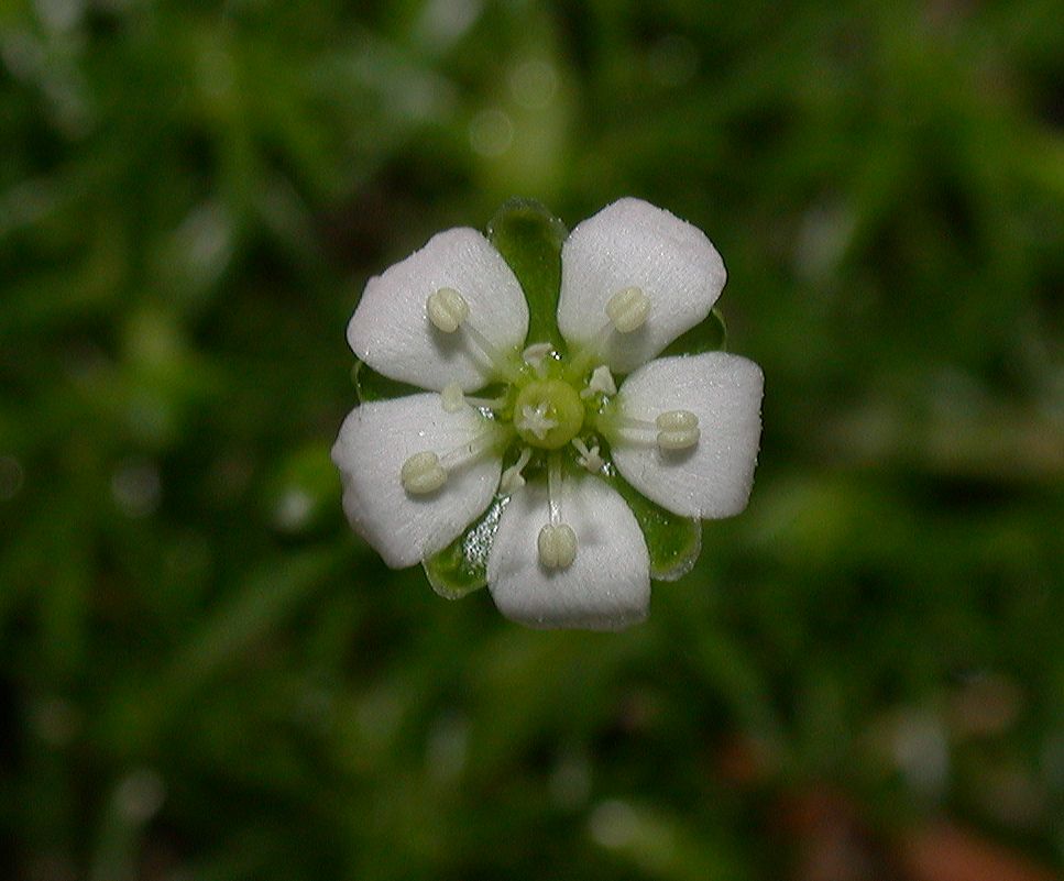 Caryophyllaceae Sagina subulata