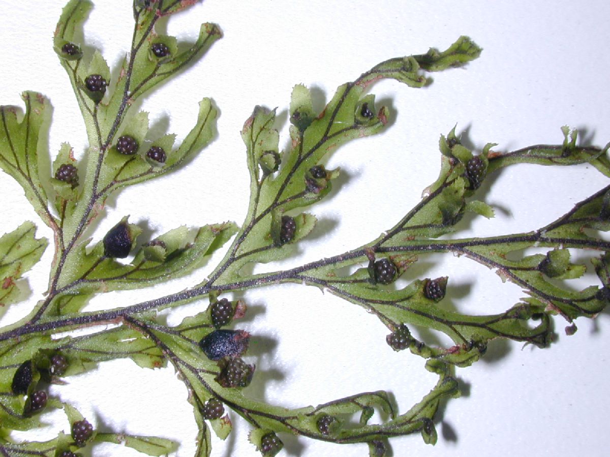 Hymenophyllaceae Hymenophyllum fucoides