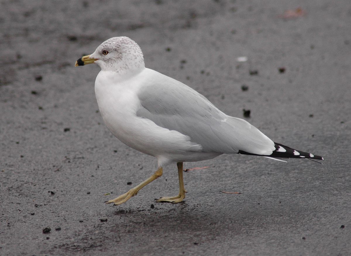 Laridae Larus delawarensis