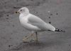 image of Larus delawarensis