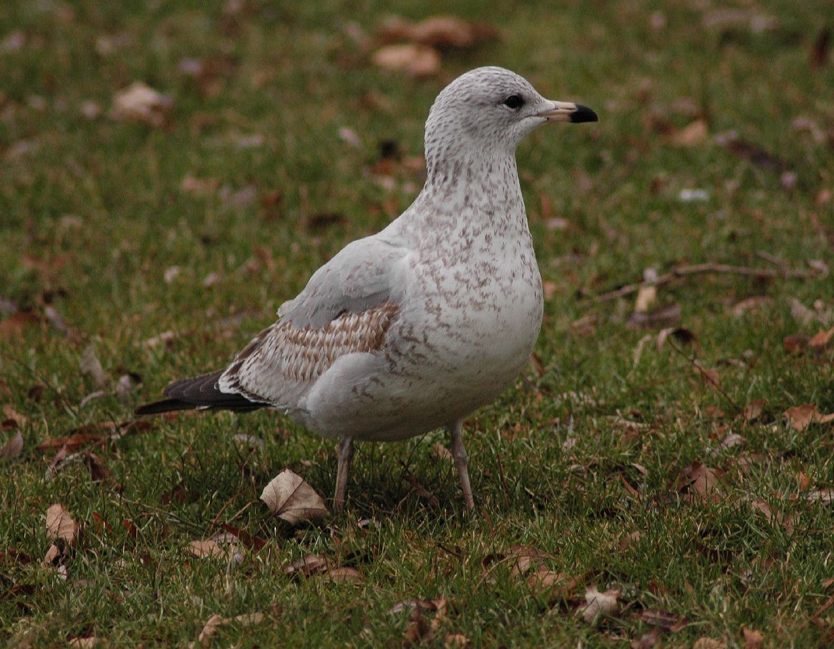 Laridae Larus delawarensis