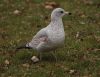 image of Larus delawarensis