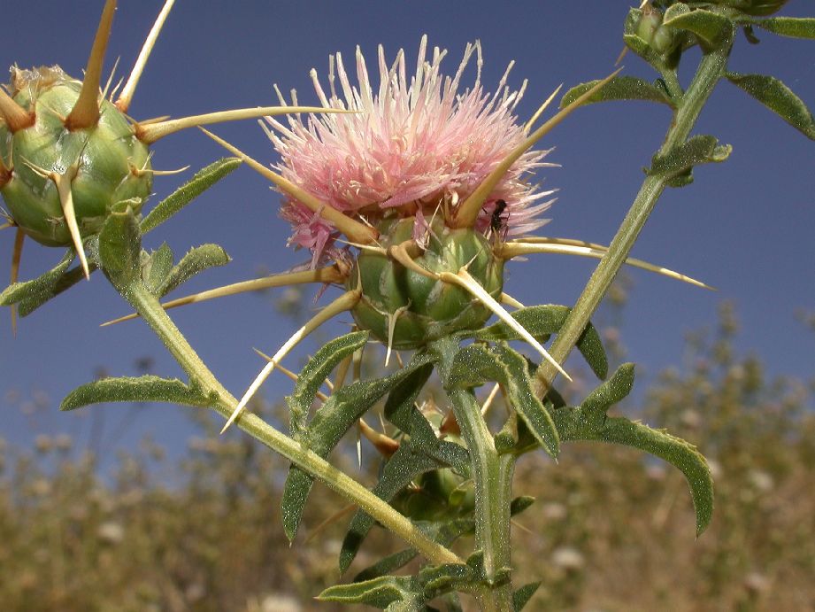 Asteraceae Silybum marianum