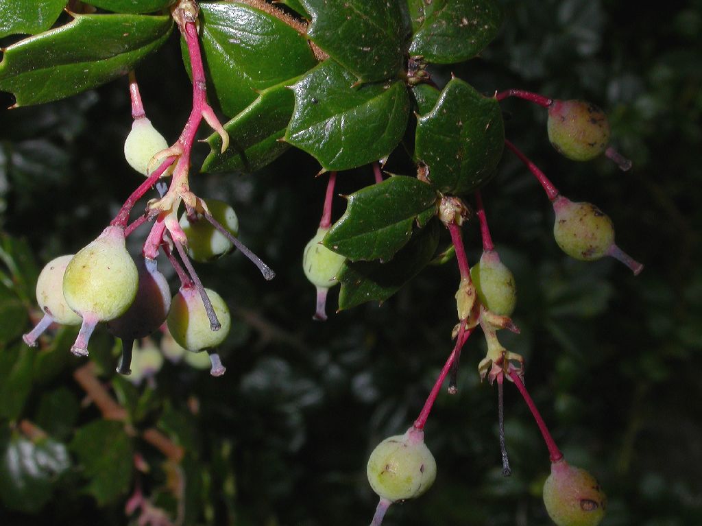 Berberidaceae Berberis darwinii