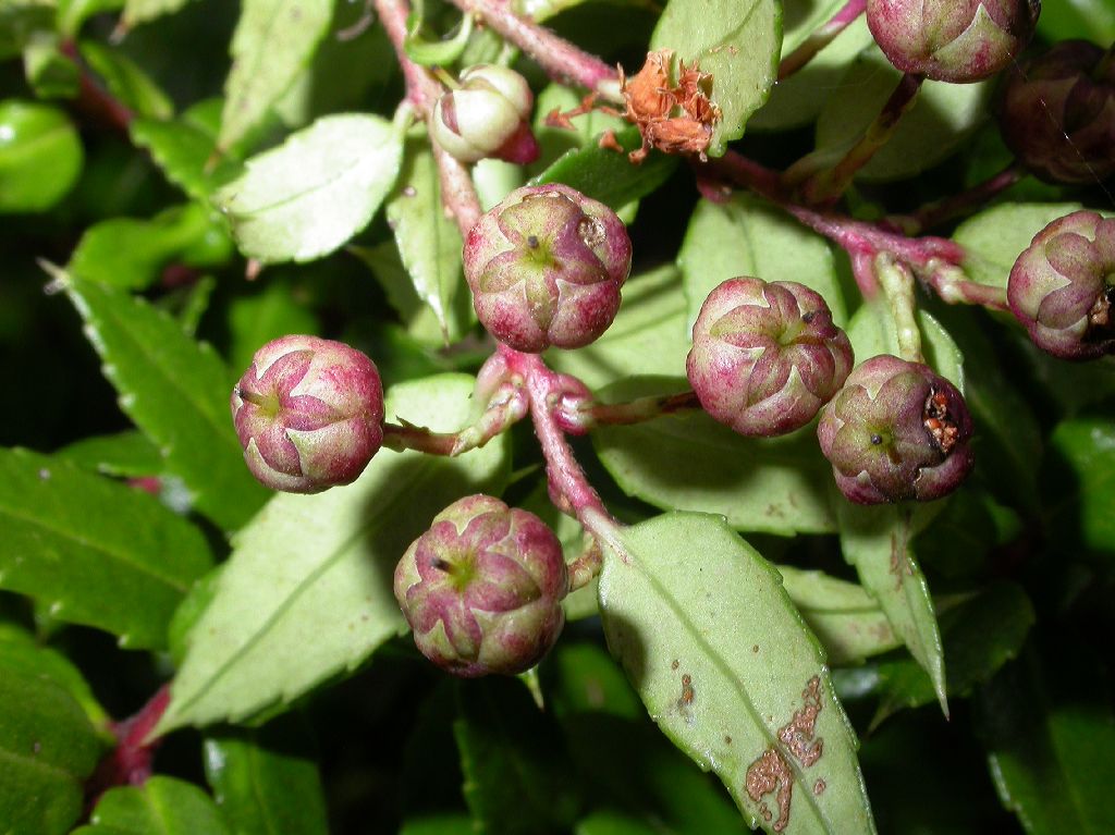 Ericaceae Gaultheria phillarifolia