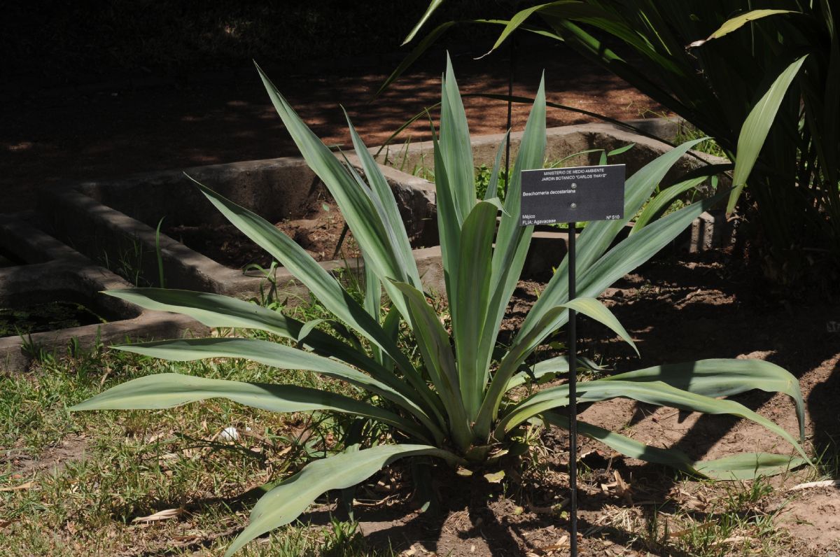 Asparagaceae Beschorneria decosteriana