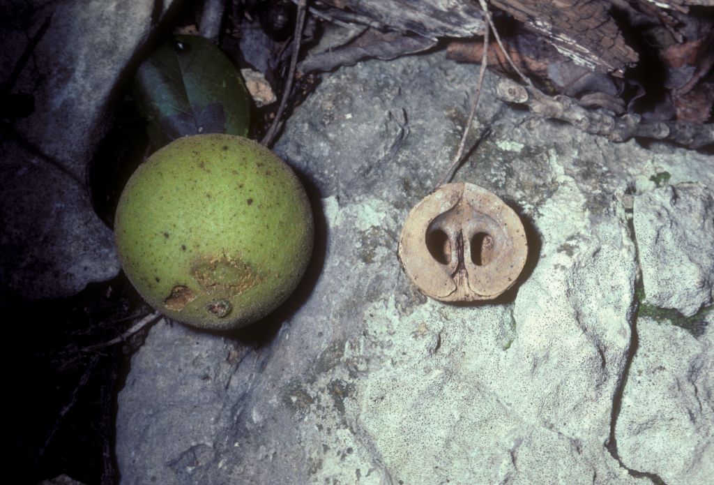 Juglandaceae Juglans microcarpa