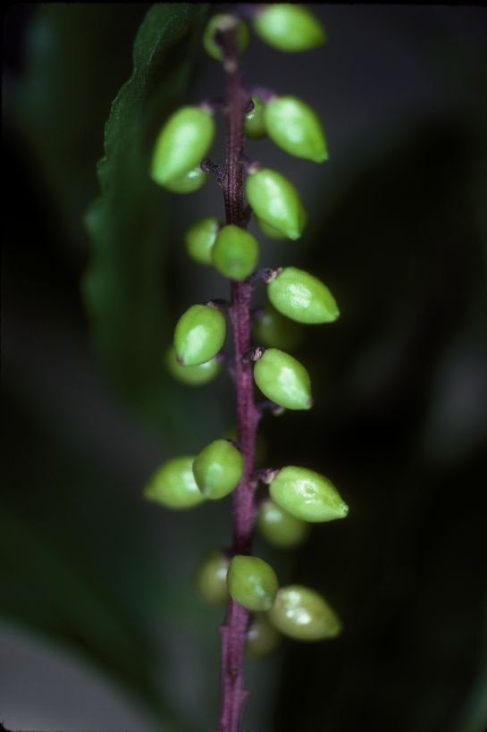 Polygalaceae Monnina 