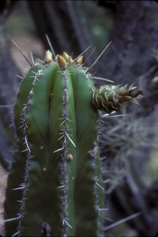 Cactaceae Stenocereus dumortieri