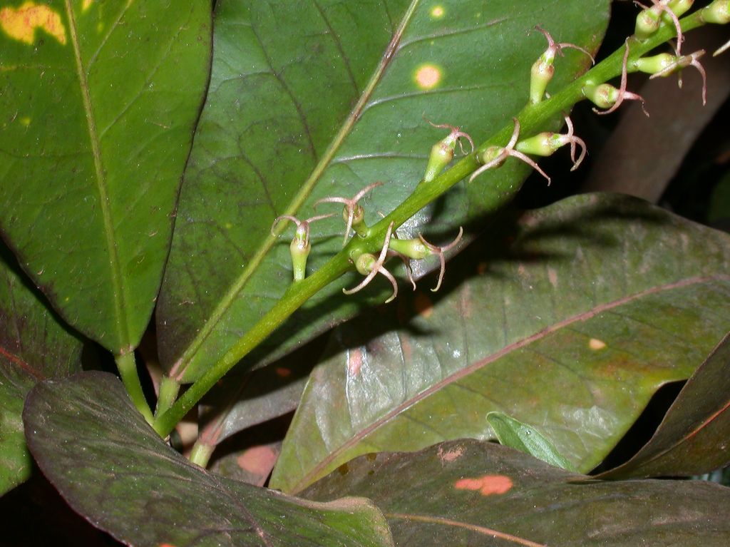 Euphorbiaceae Codiaeum 