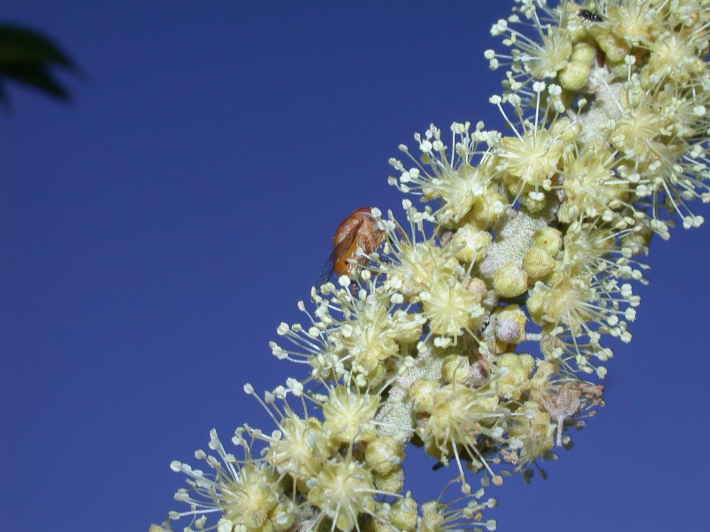 Euphorbiaceae Croton 