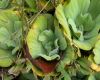 image of Pistia lactucoides