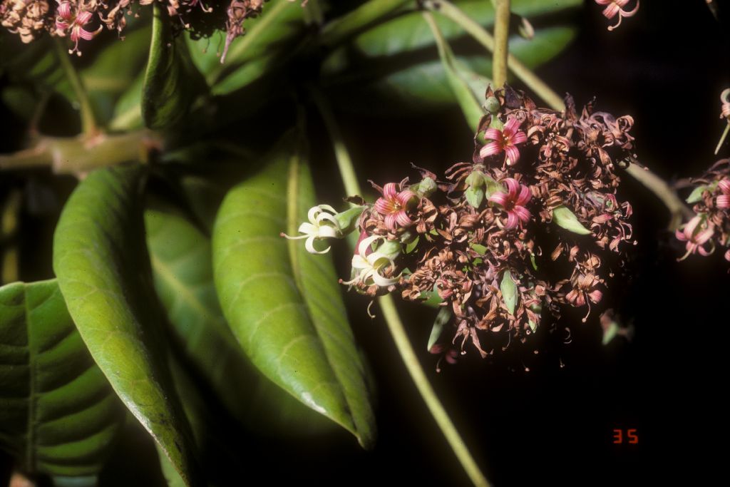 Anacardiaceae Anacardium occidentale