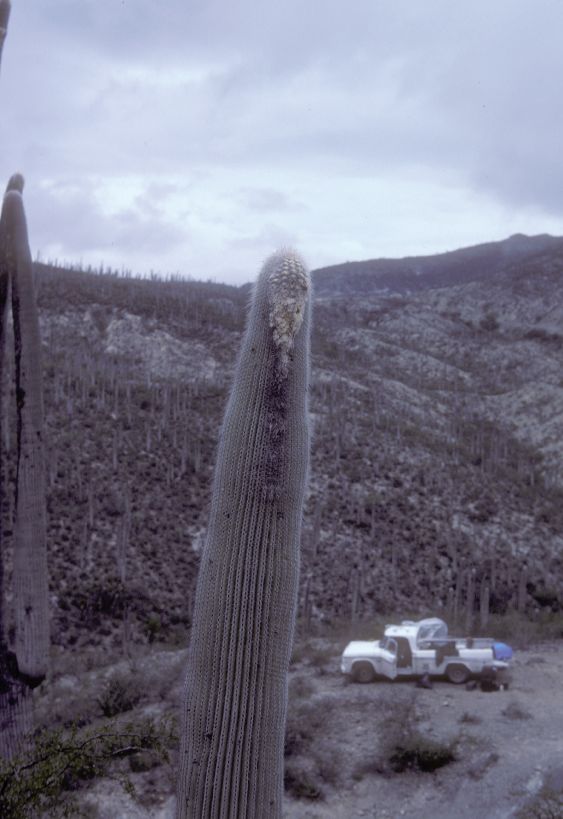 Cactaceae Cephalocereus hoppenstedtii