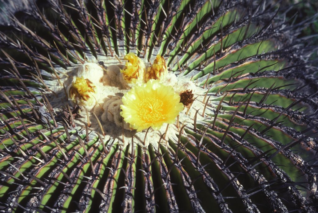 Cactaceae Echinocactus platyacanthus